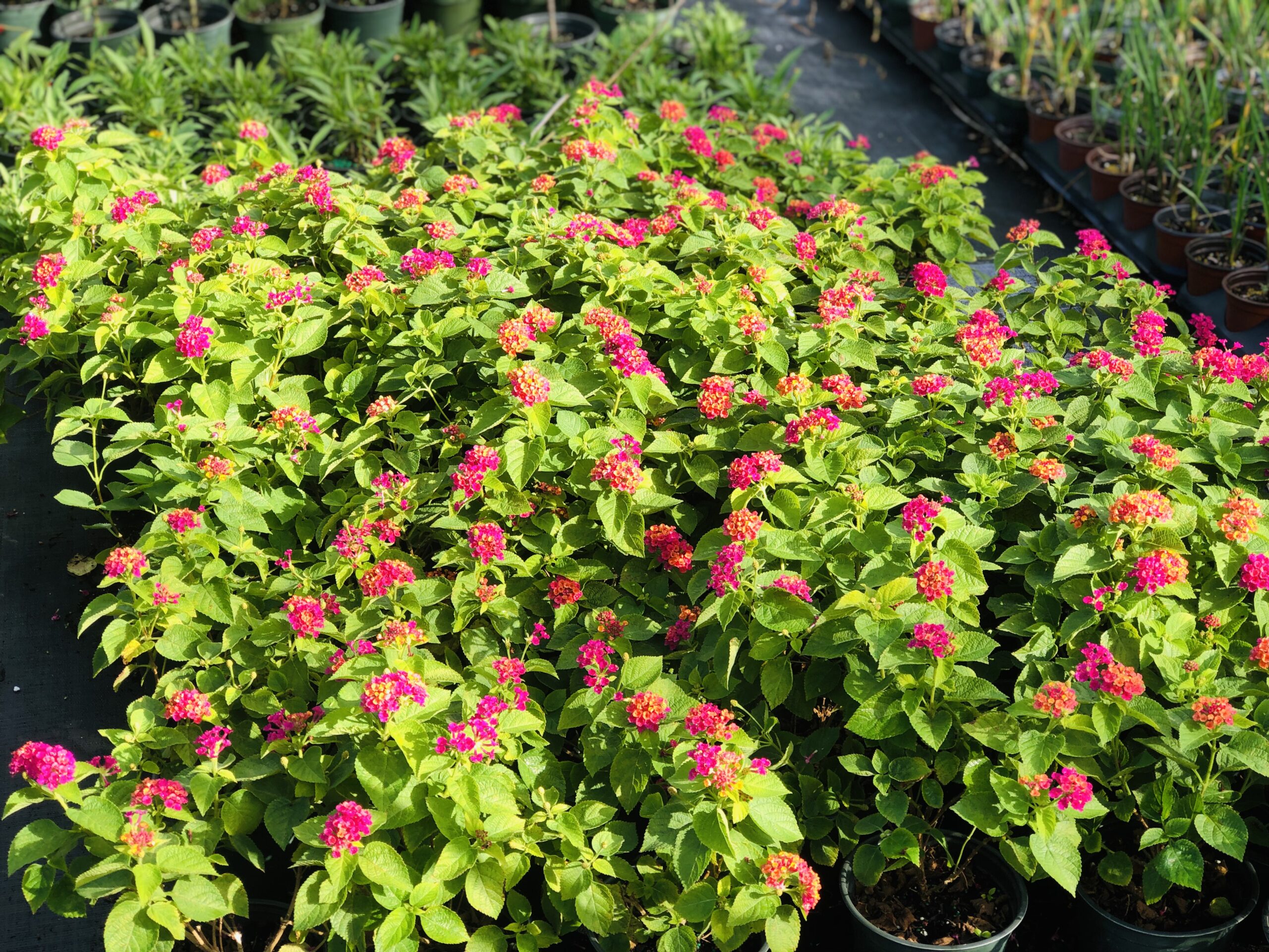 Lantana | Zugar Growers Nursery | Fort Lauderdale