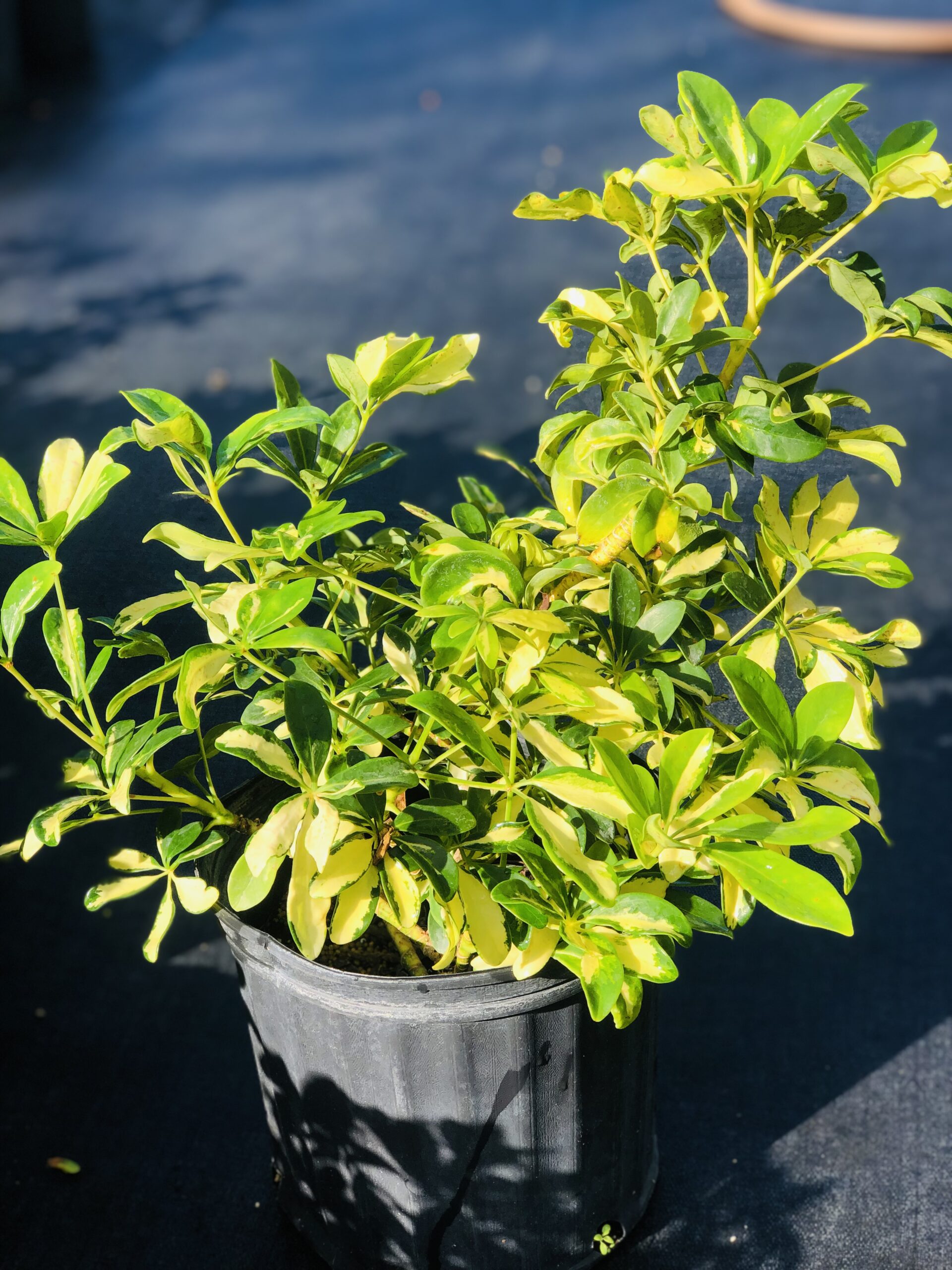 Zugar Growers Nursery | Fort Lauderdale