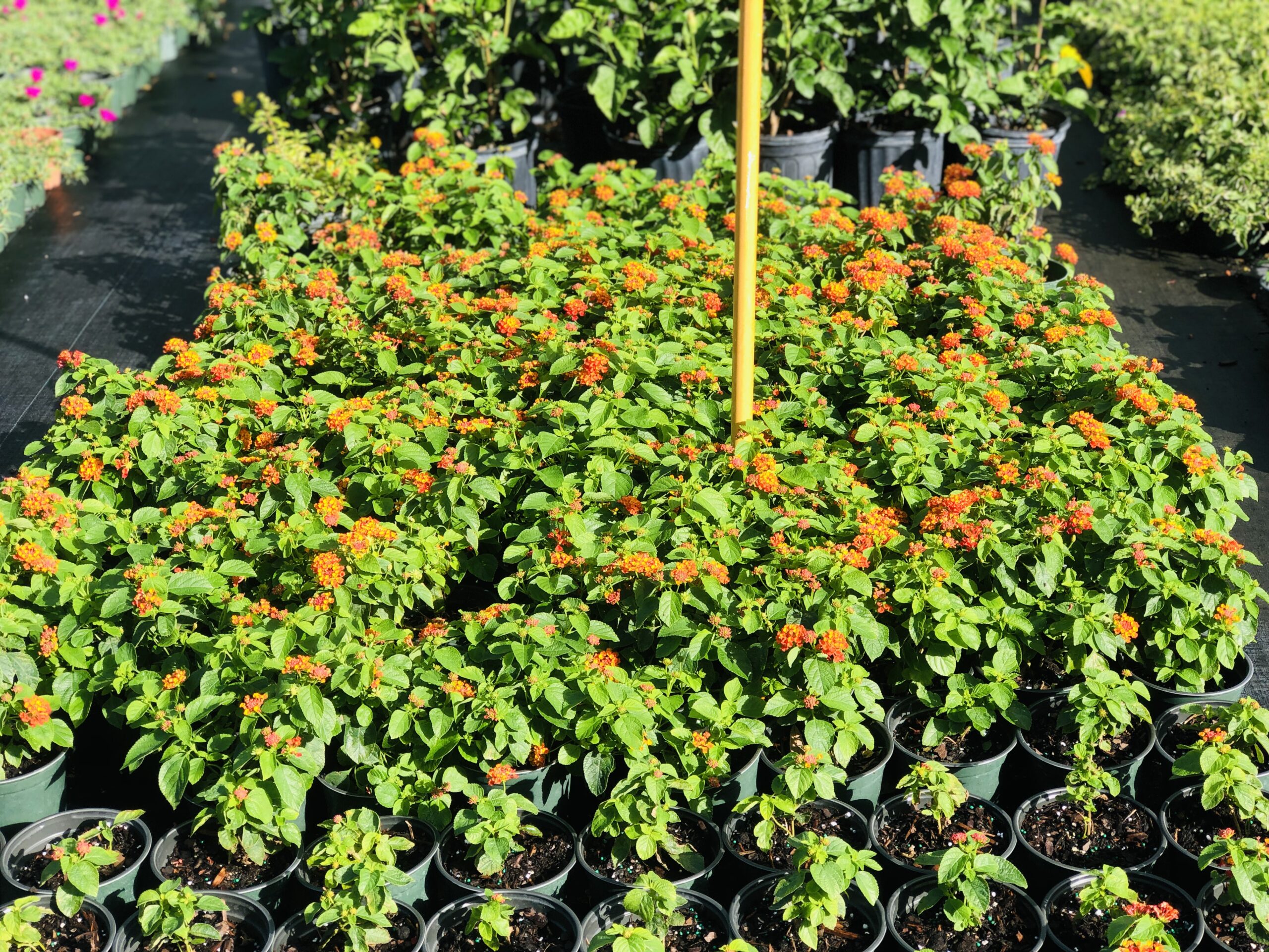Lantana | Zugar Growers Nursery | Fort Lauderdale