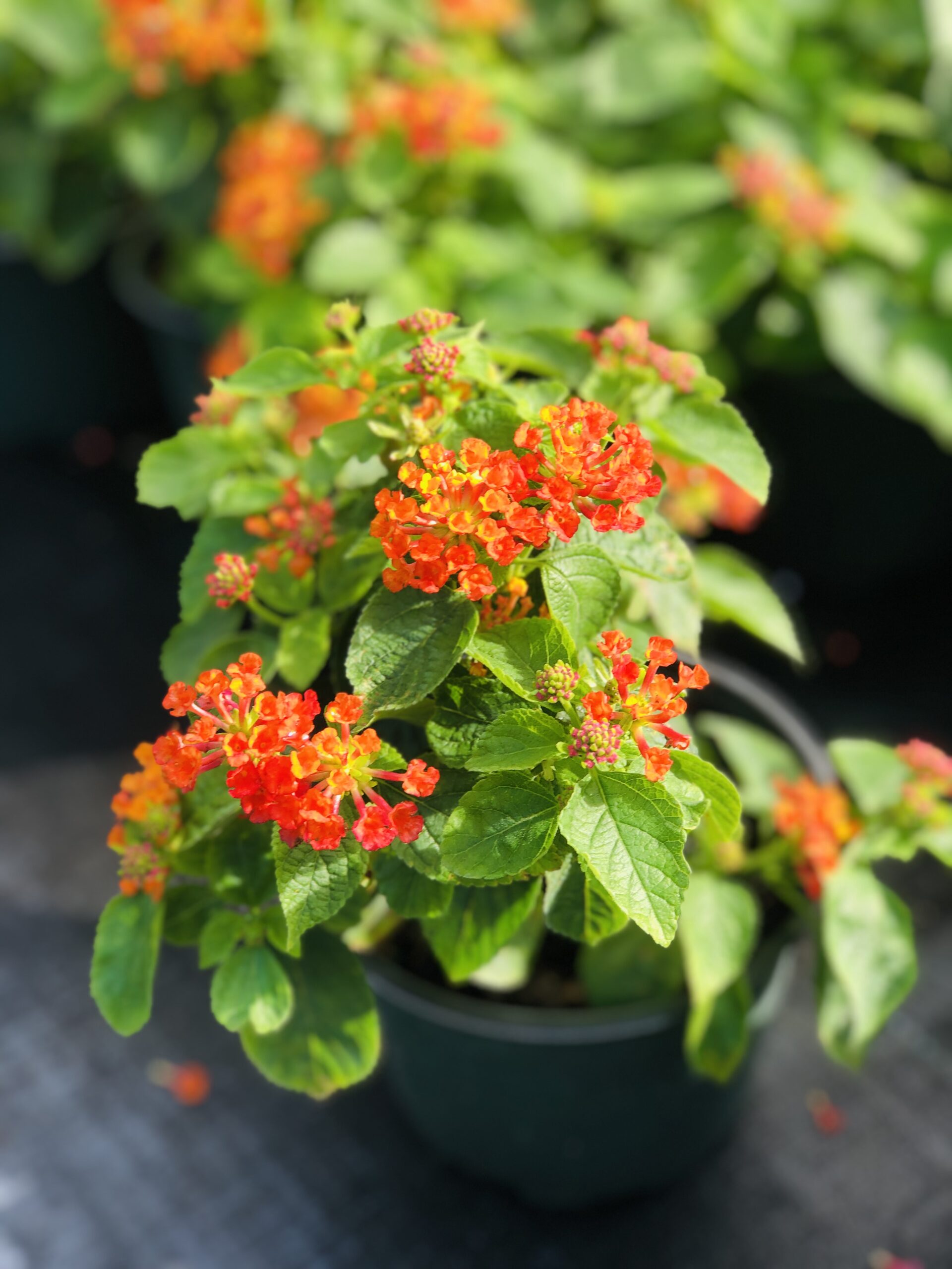 Little Orange Lantana growing in 6" pots | Native Florida Plant | Fort Lauderdale 