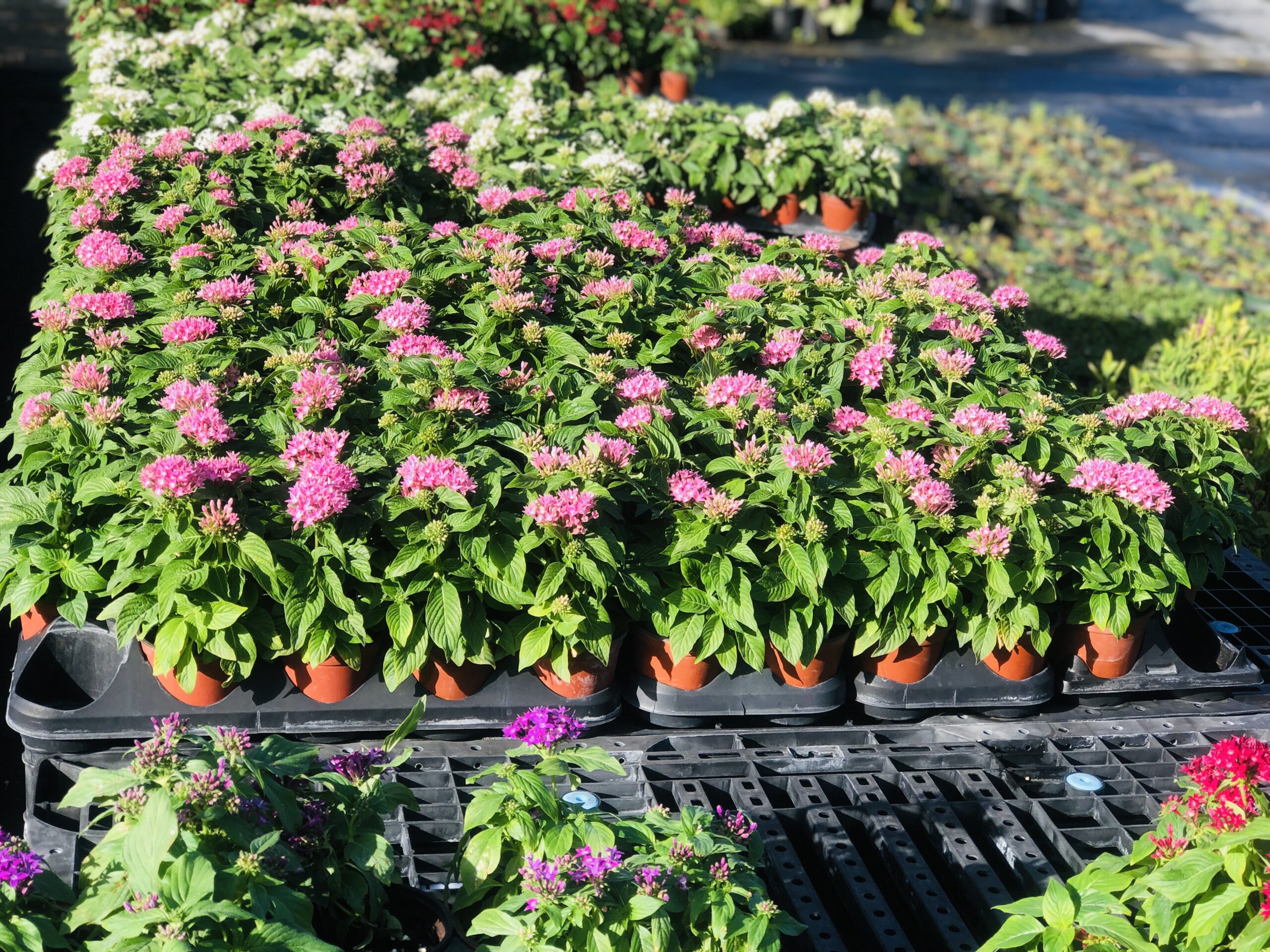 Pentas | Zugar Growers Nursery | Fort Lauderdale