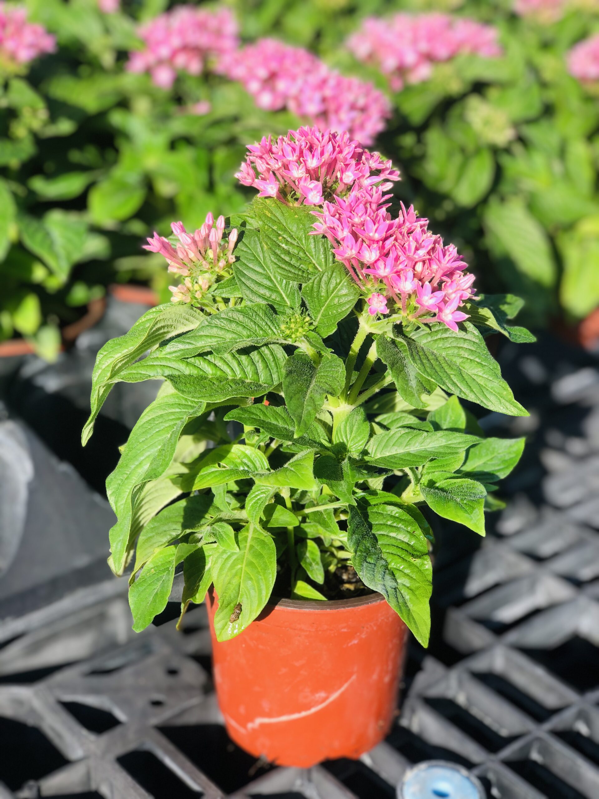 Pentas | Zugar Growers Nursery | Fort Lauderdale