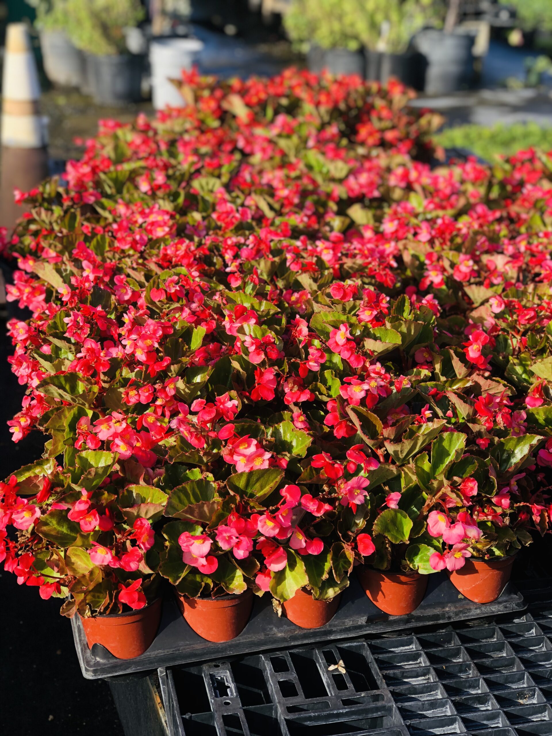 Zugar Growers Nursery | Fort Lauderdale