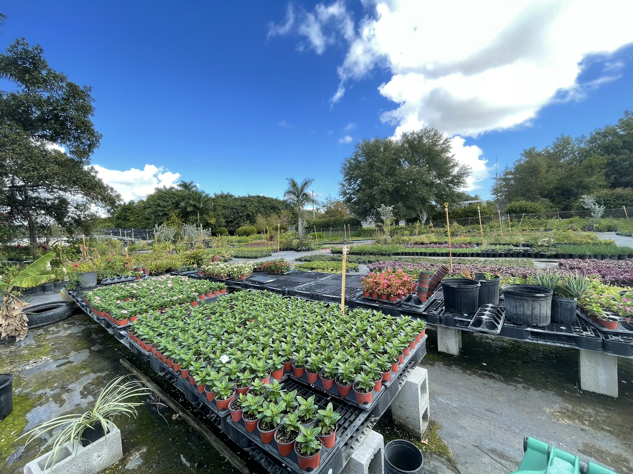 Blue Sky | Zugar Growers Nursery | Fort Lauderdale