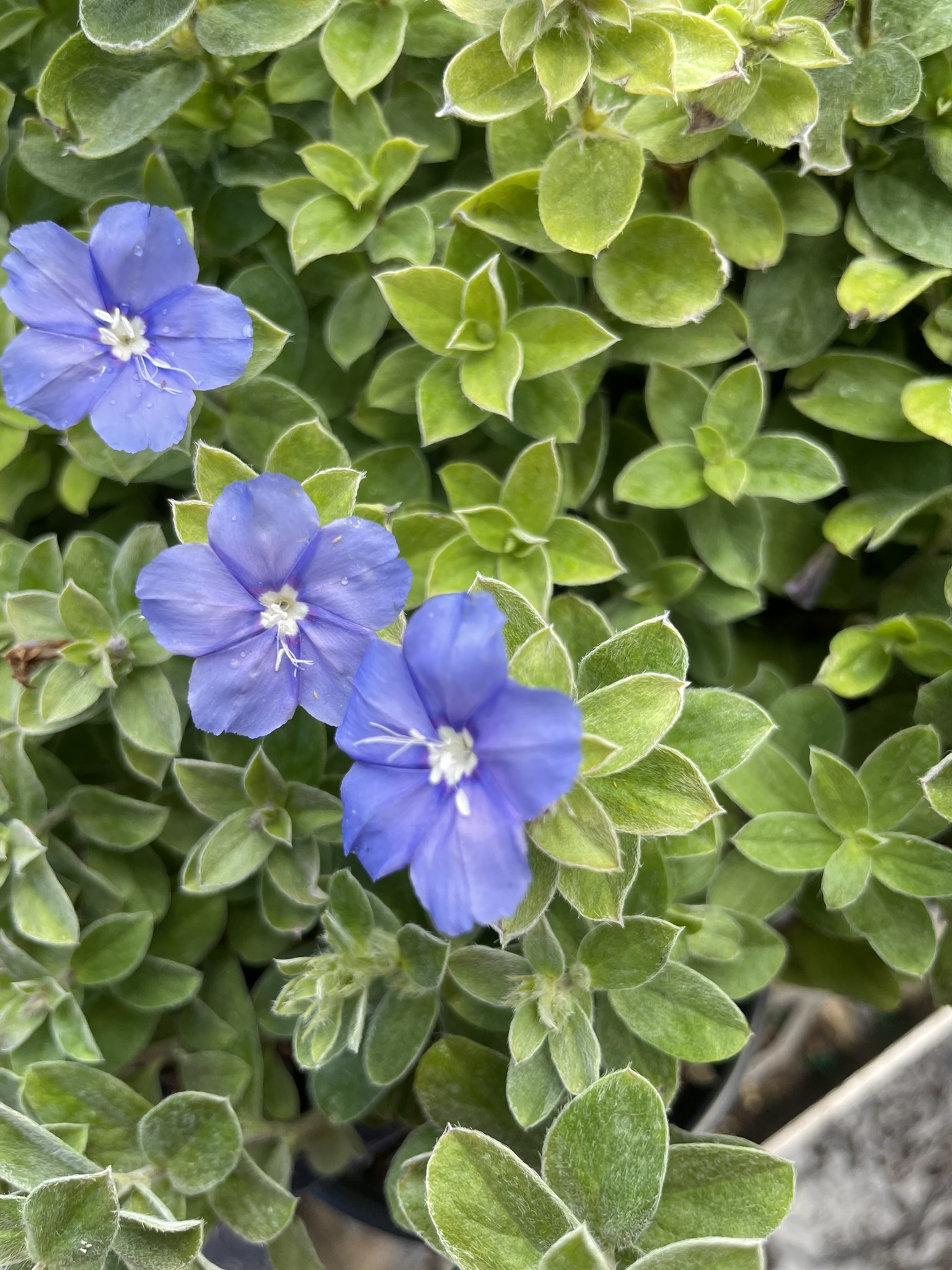 Beautiful Blue Daze growing in 6" pots | Native Florida Plants | Fort Lauderdale