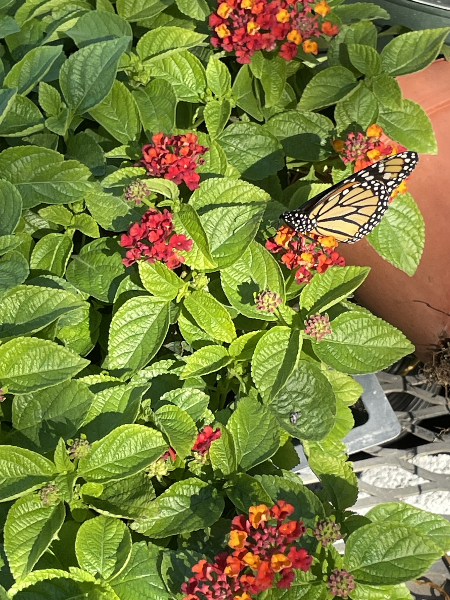 Monarch Butterfly | Zugar Growers Nursery | Fort Lauderdale