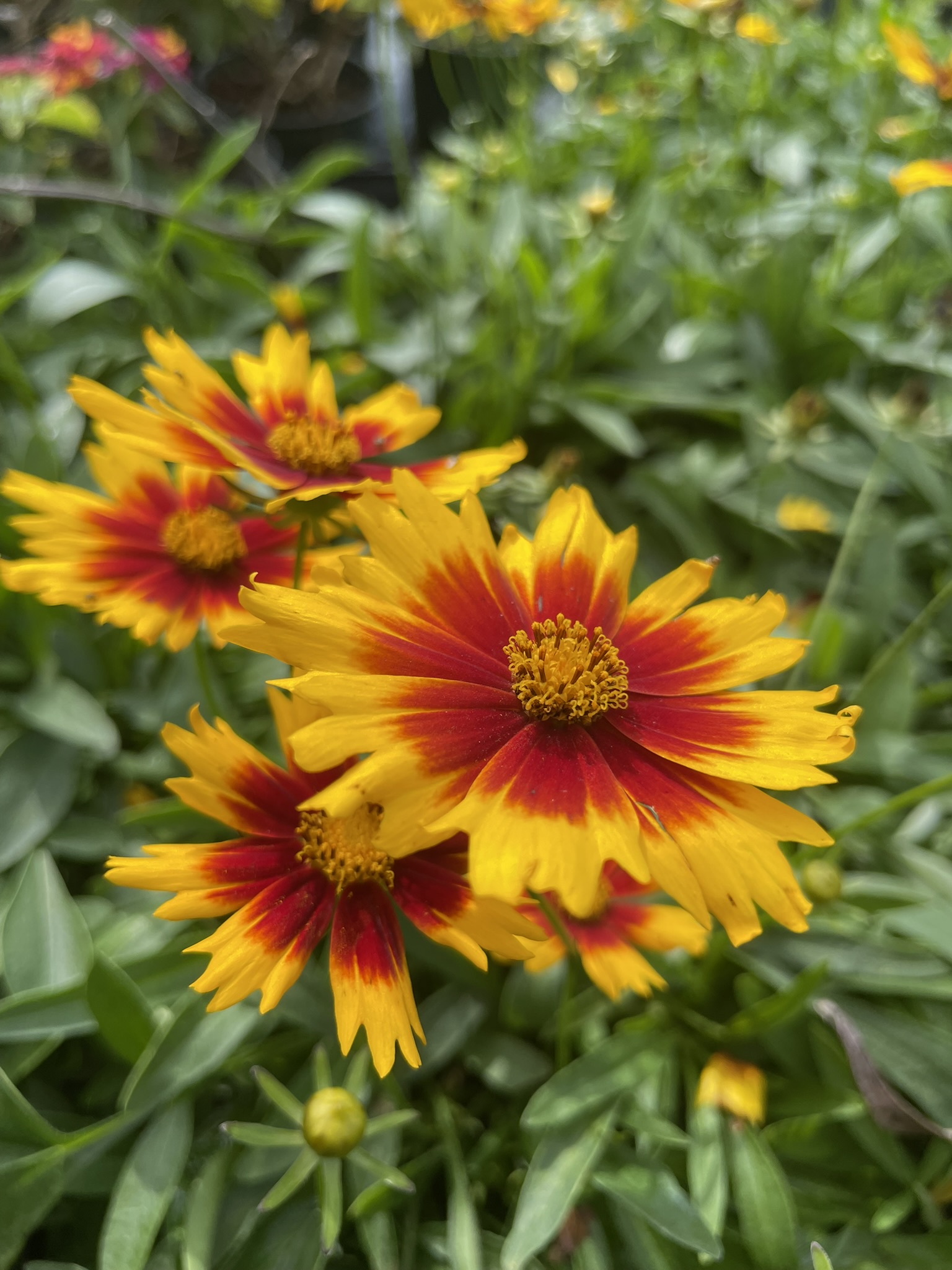 Coreopsis Gold & Bronze | Zugar Growers Nursery in Fort LAuderdale