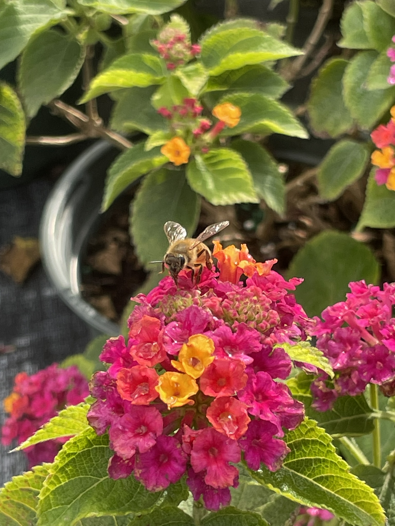 Beez | Zugar Growers Nursery | Fort Lauderdale