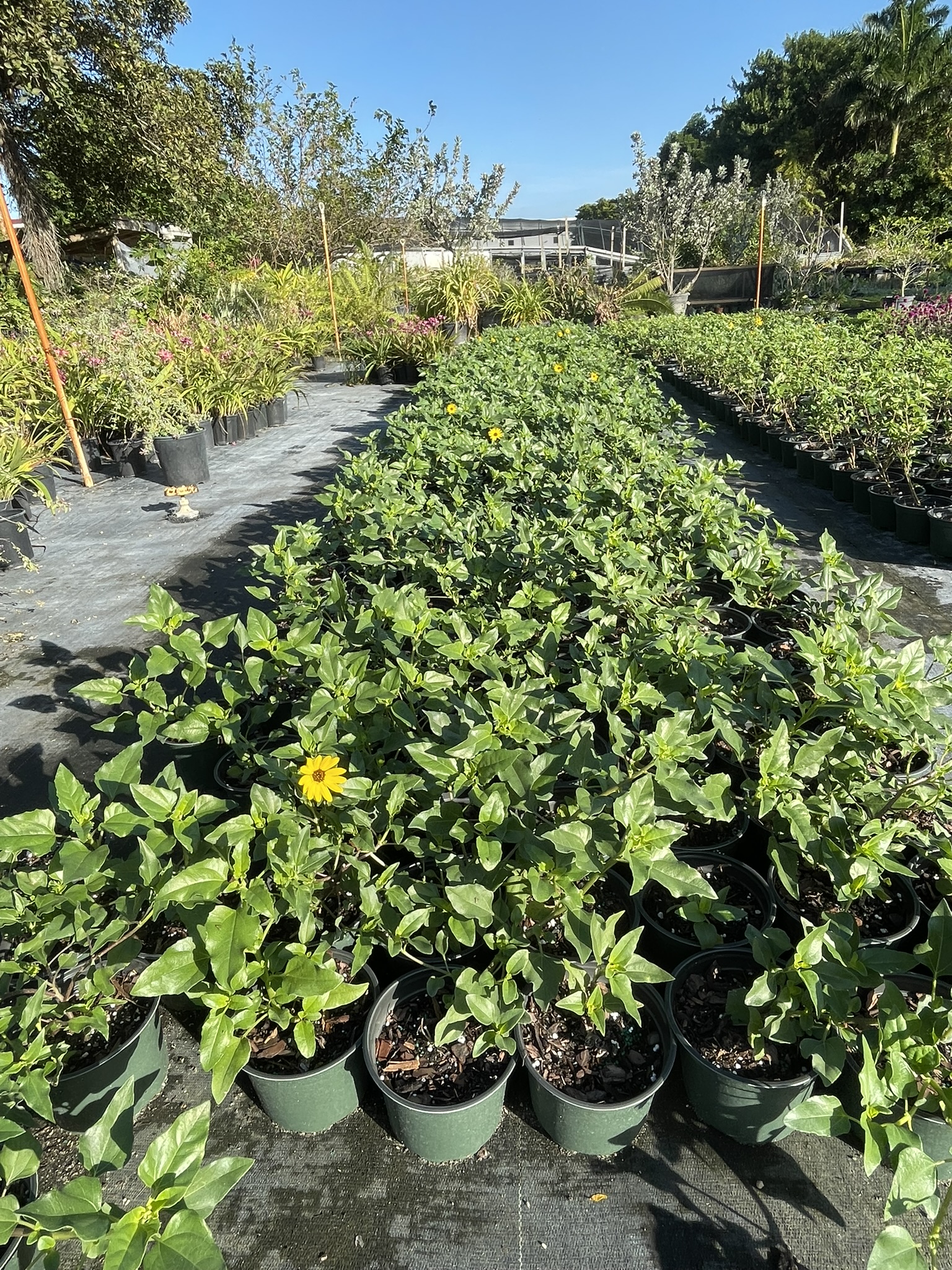 Dune Sunflower | Zugar Growers Nursery | Fort Lauderdale