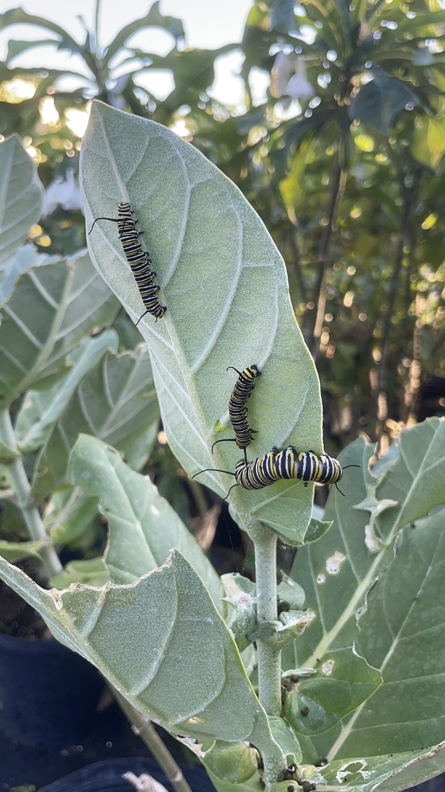 Littles Monarch Caterpillar growing in Giant Milkweeds | Native Florida Plant | Zugar Growers | Fort Lauderdale