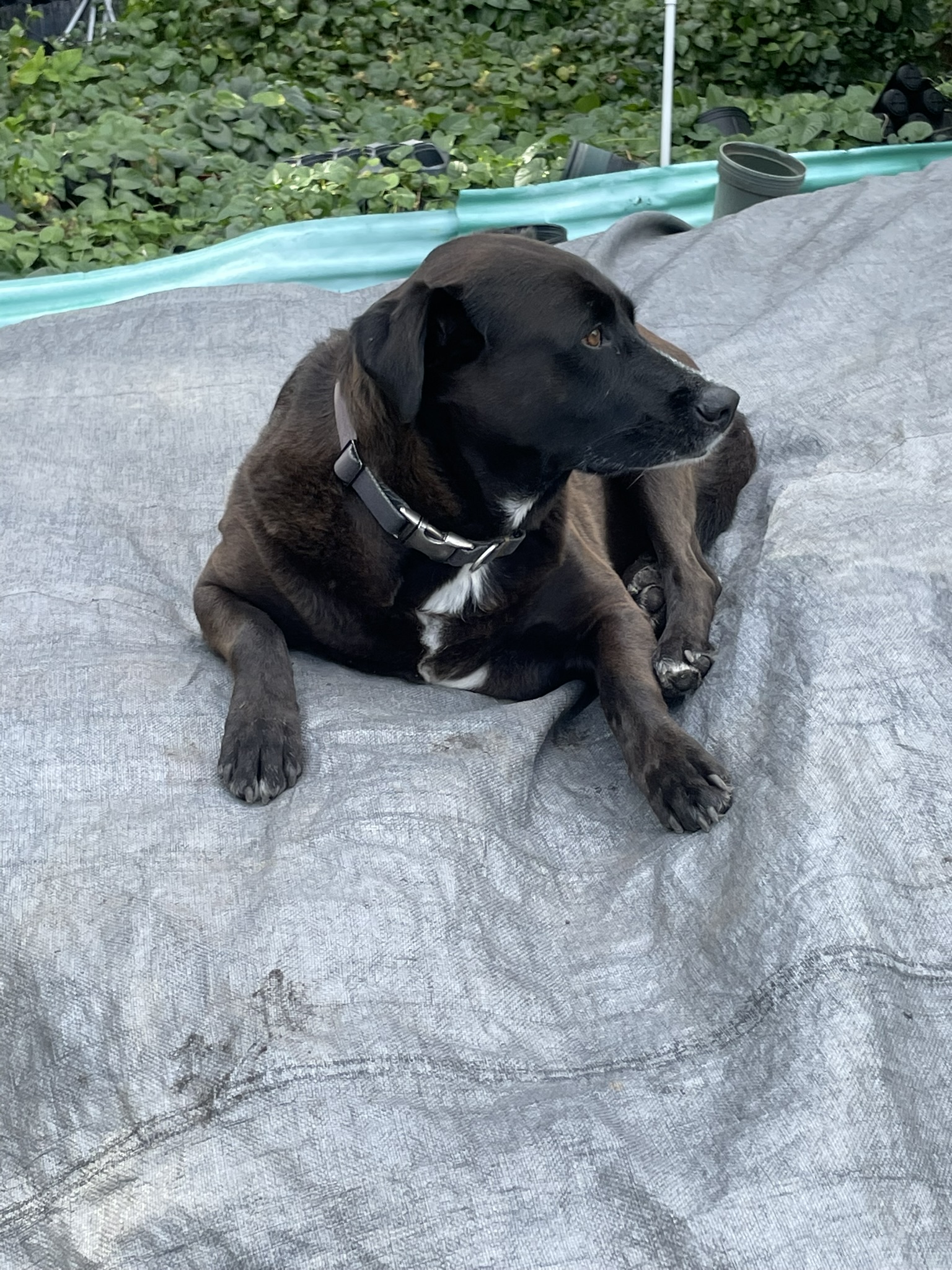 Nursery Dog | Zugar Growers Nursery | Fort Lauderdale
