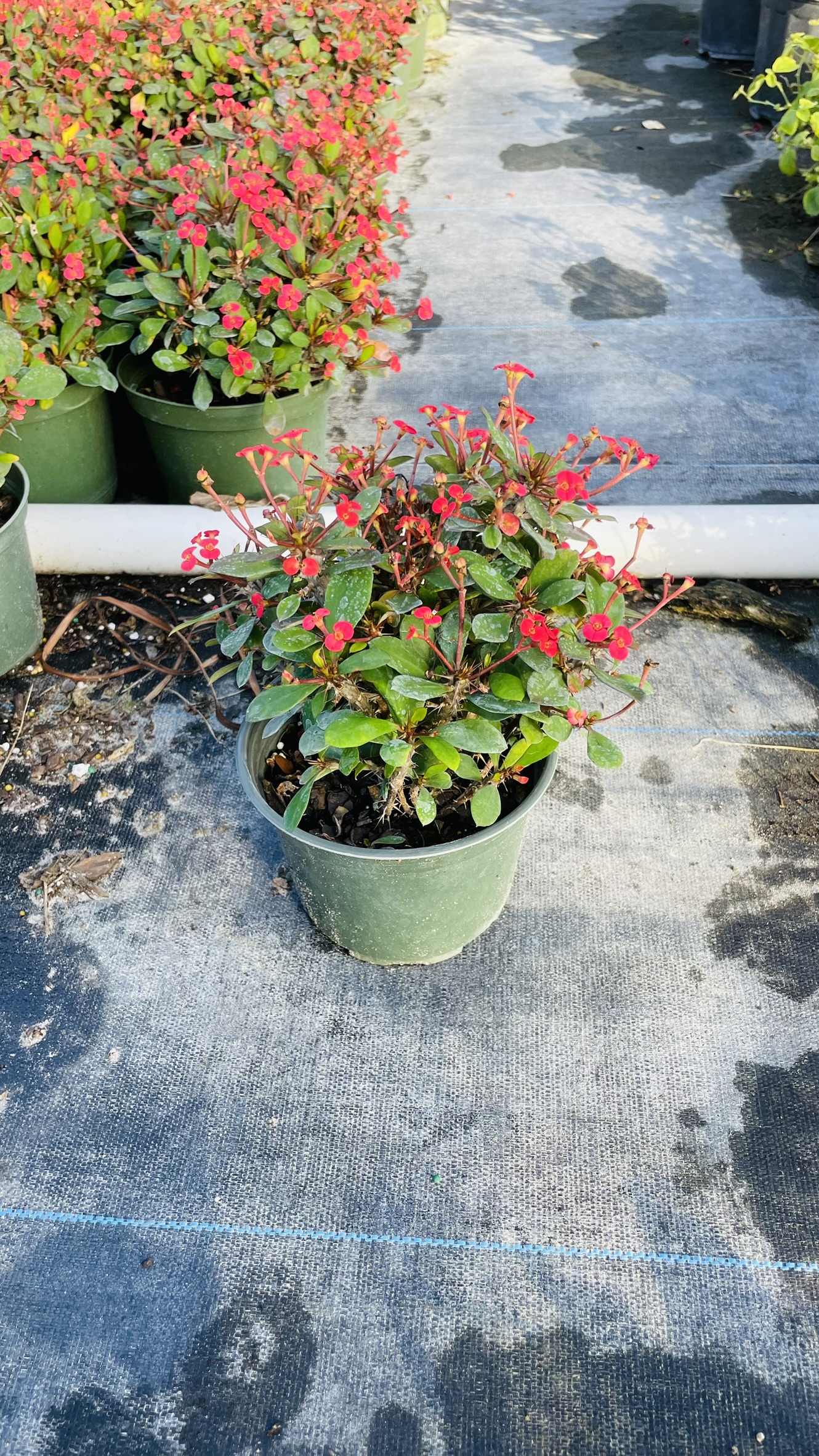 Short & Sweet | Crown of Thorns | Zugar Growers Nursery | Fort Lauderdale