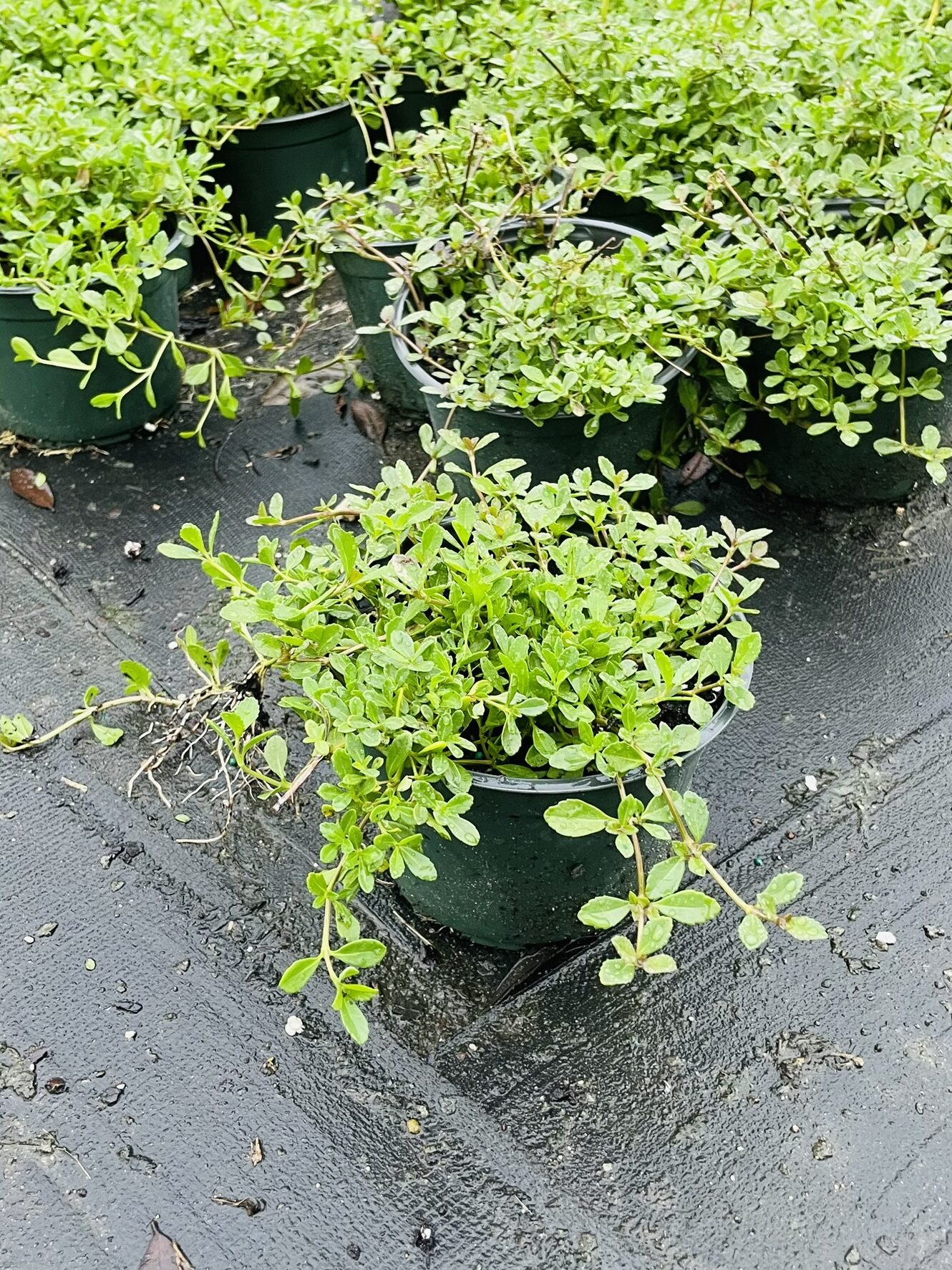 Frog Fruit | Zugar Growers Nursery | Fort Lauderdale