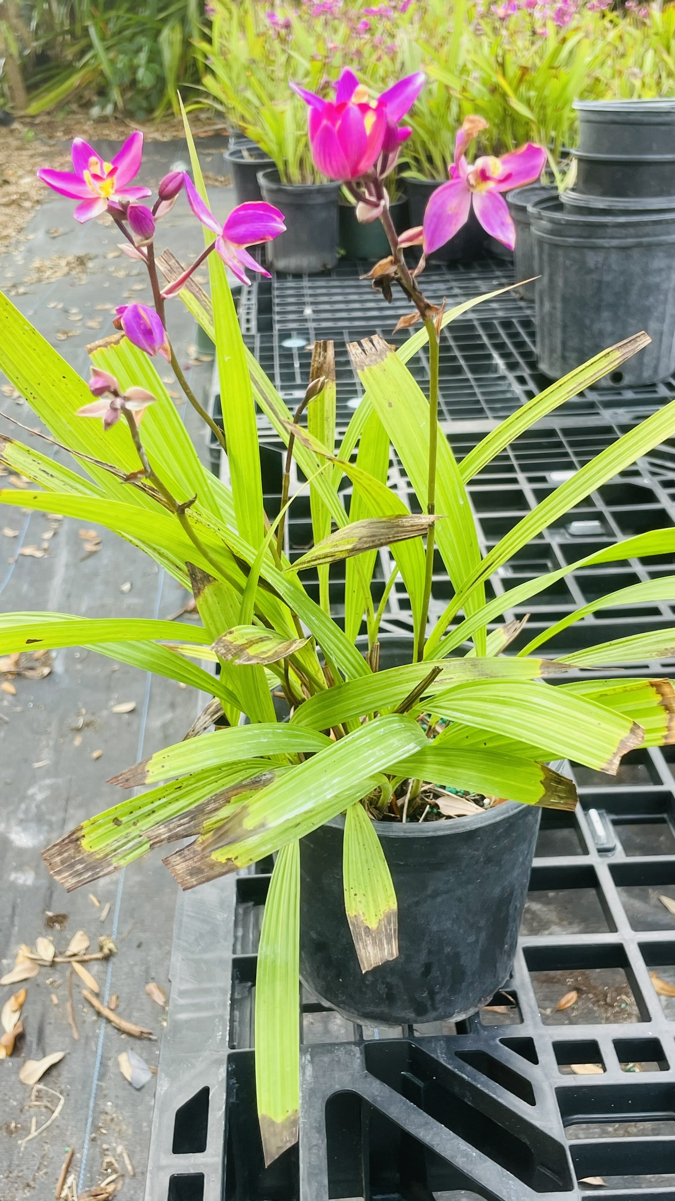 Ground Orchid | Zugar Growers Nursery | Fort Lauderdale