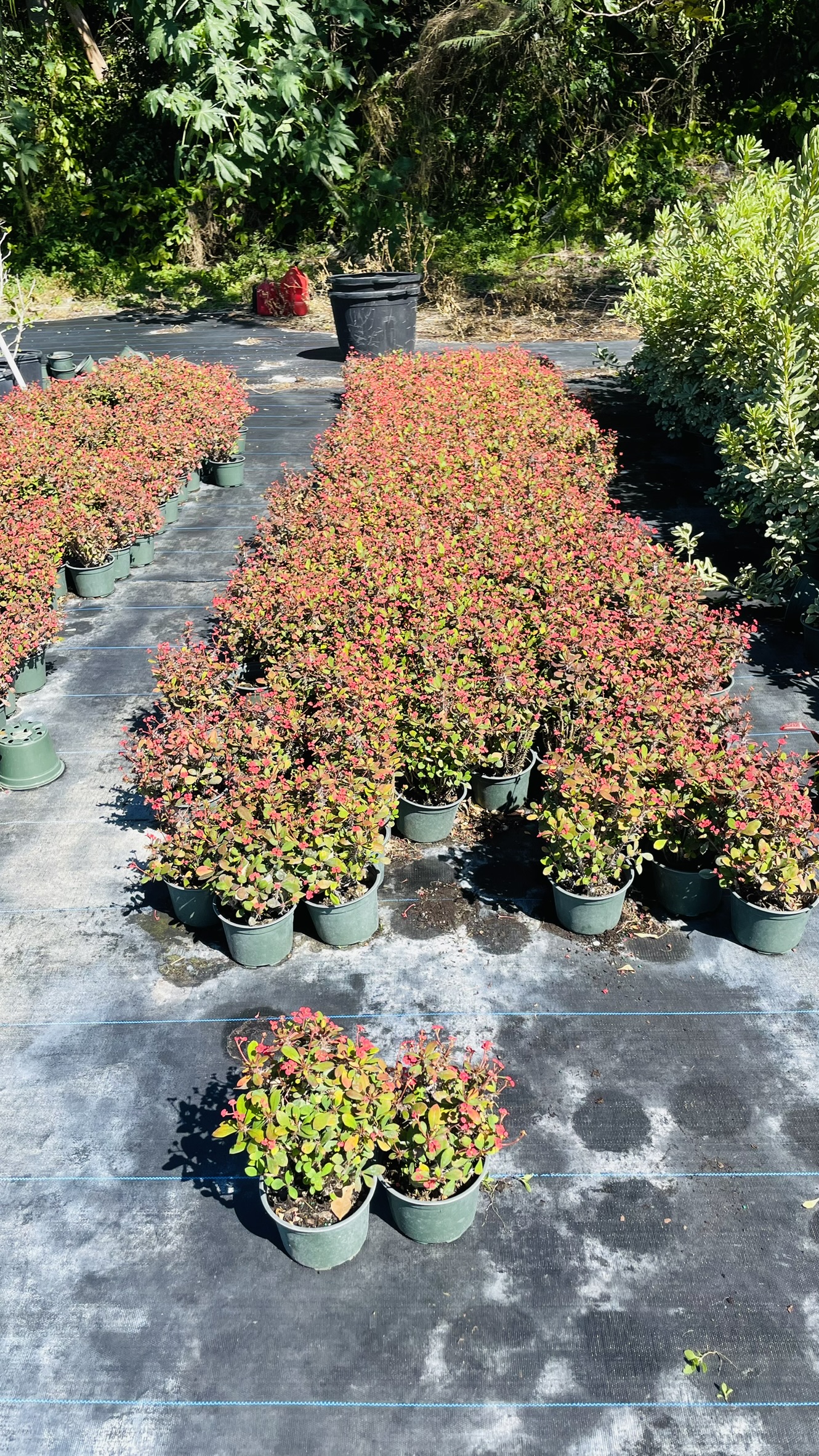 Short & Sweet | Zugar Growers Nursery | Fort Lauderdale