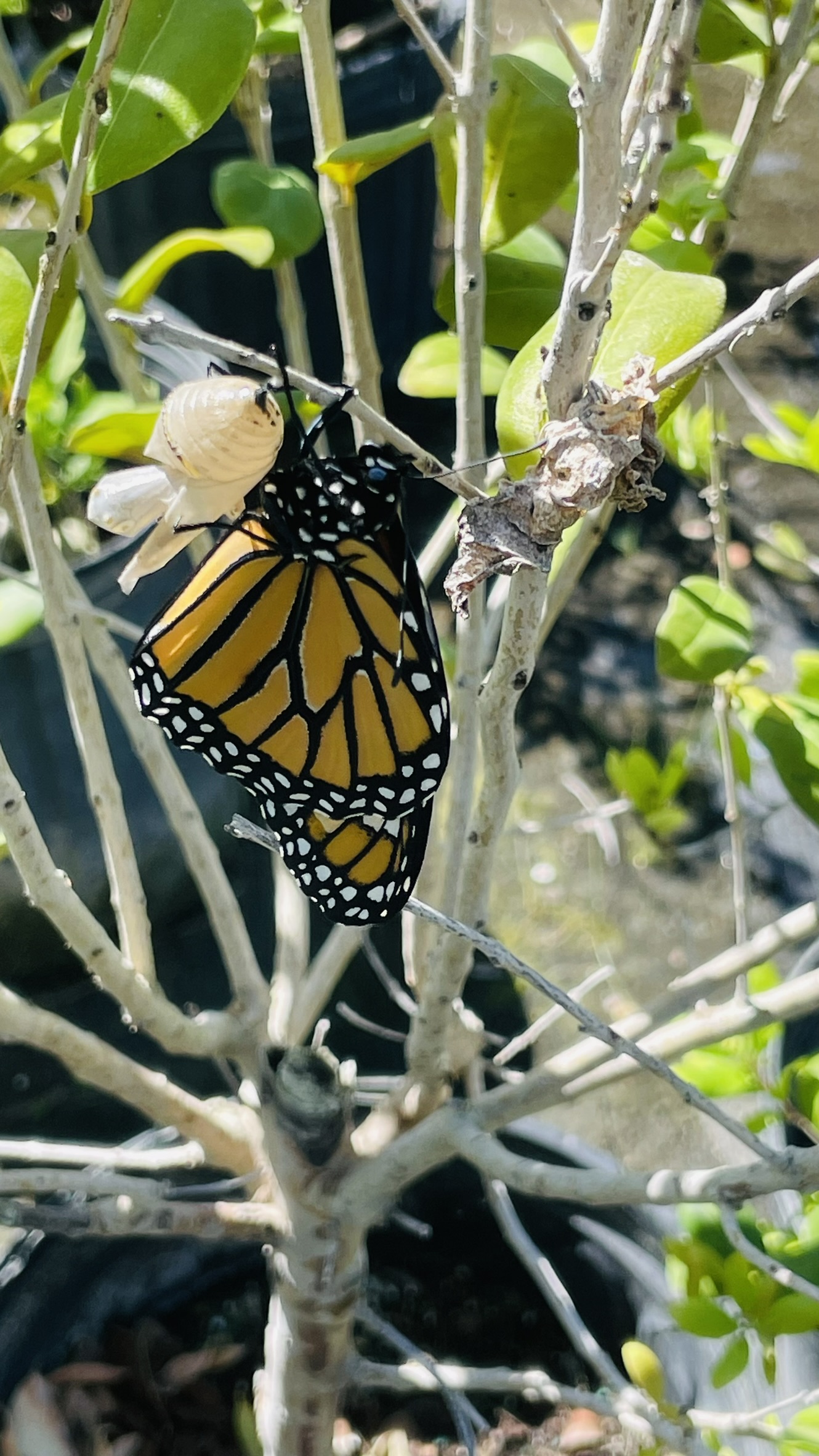 Monarch | Zugar Growers Nursery | Fort Lauderdale
