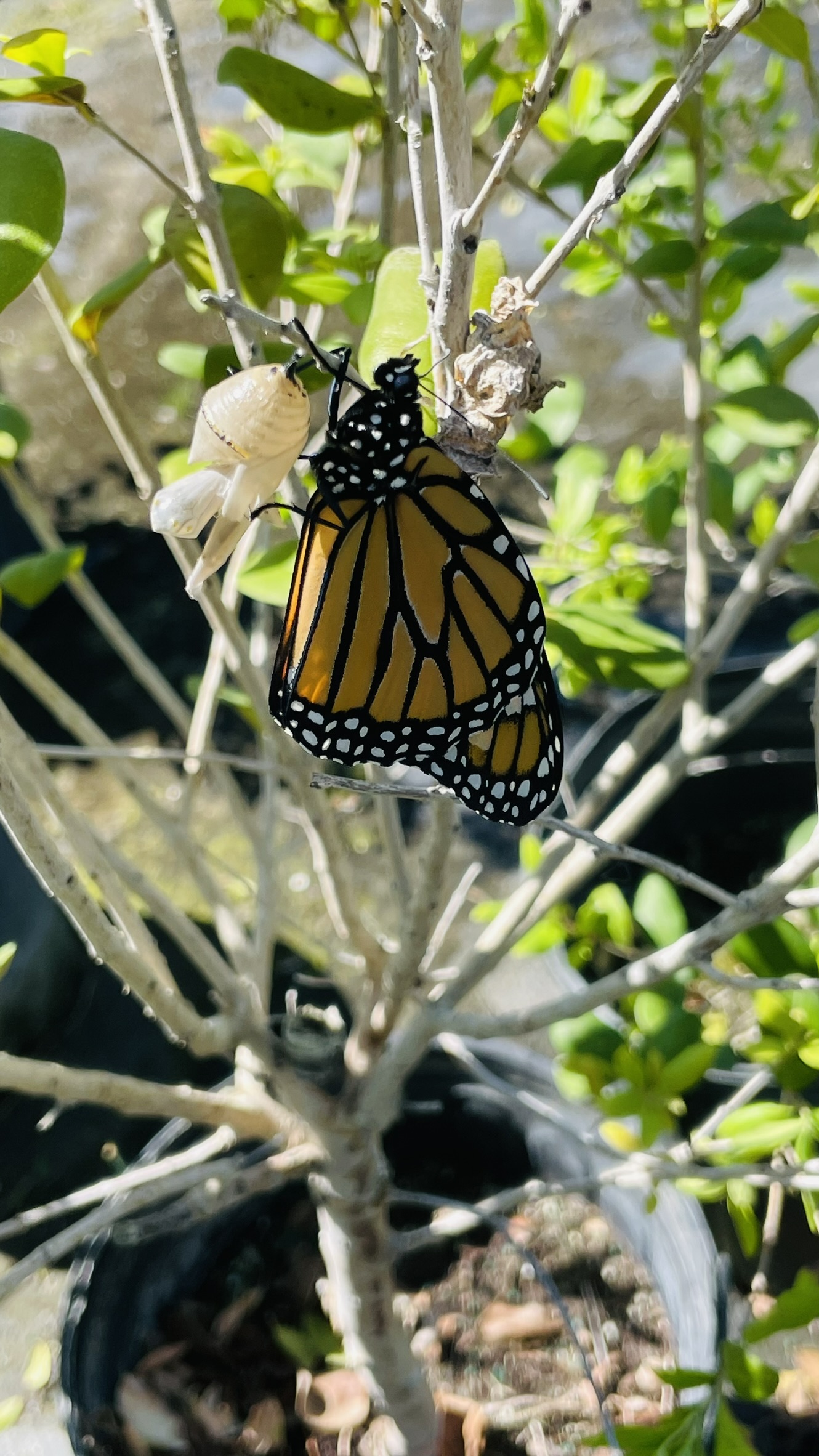 From Catepillar to Butterfly | Zugar Growers Nursery | Fort Lauderdale
