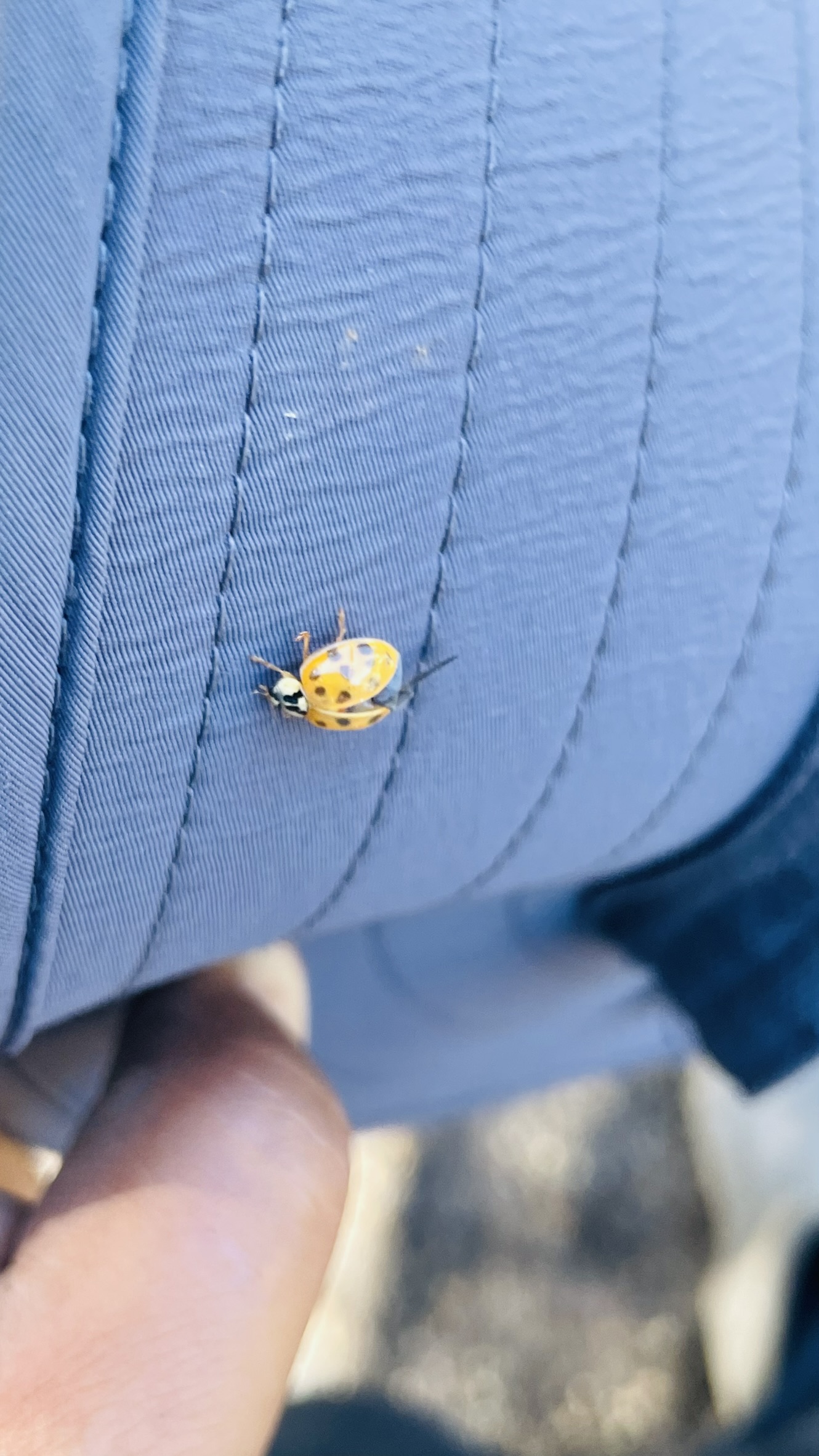 Ladybug | Zugar Growers Nursery | Fort Lauderdale