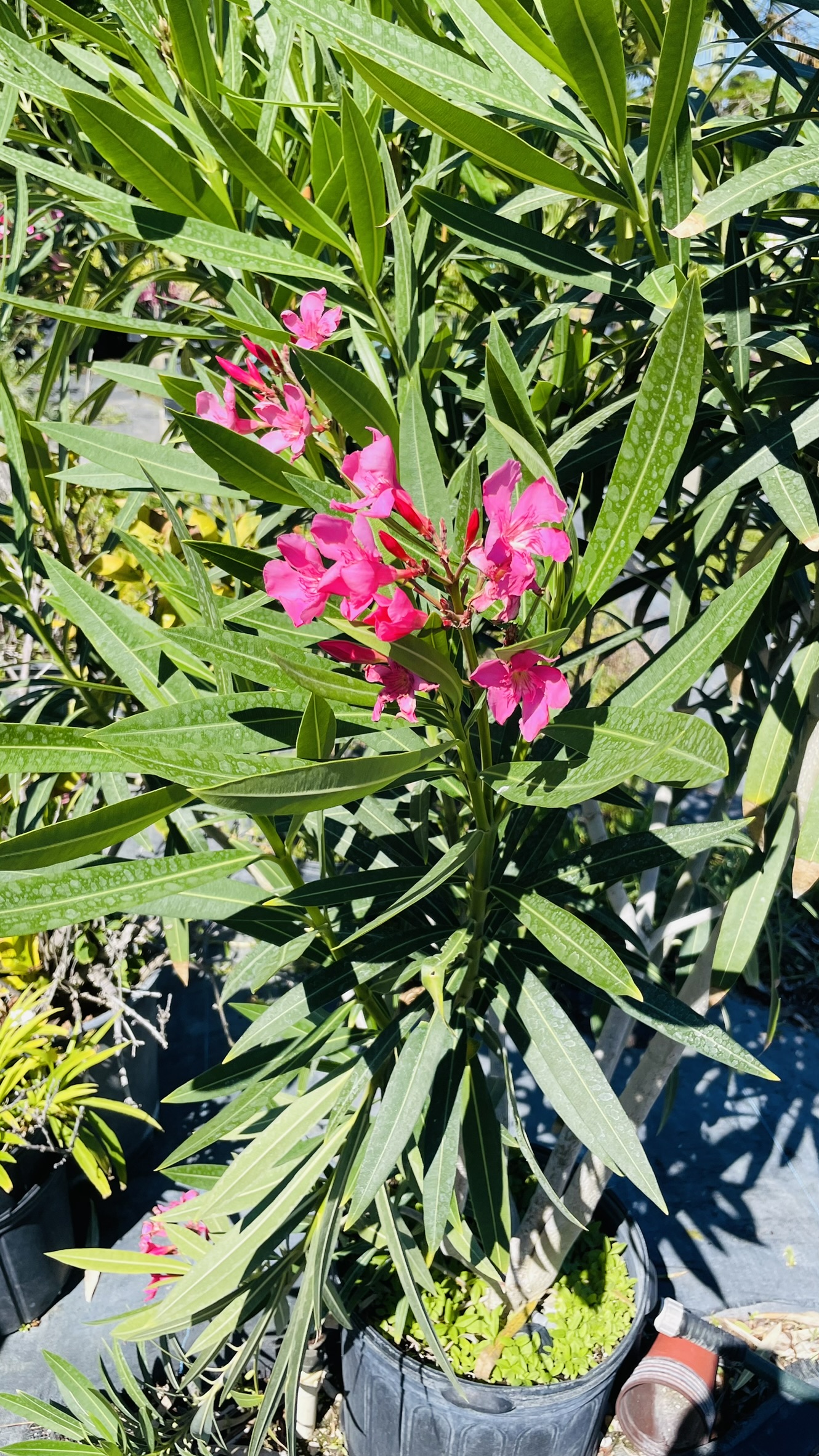 Beautiful Oleander | Zugar Growers Nursery | Fort Lauderdale