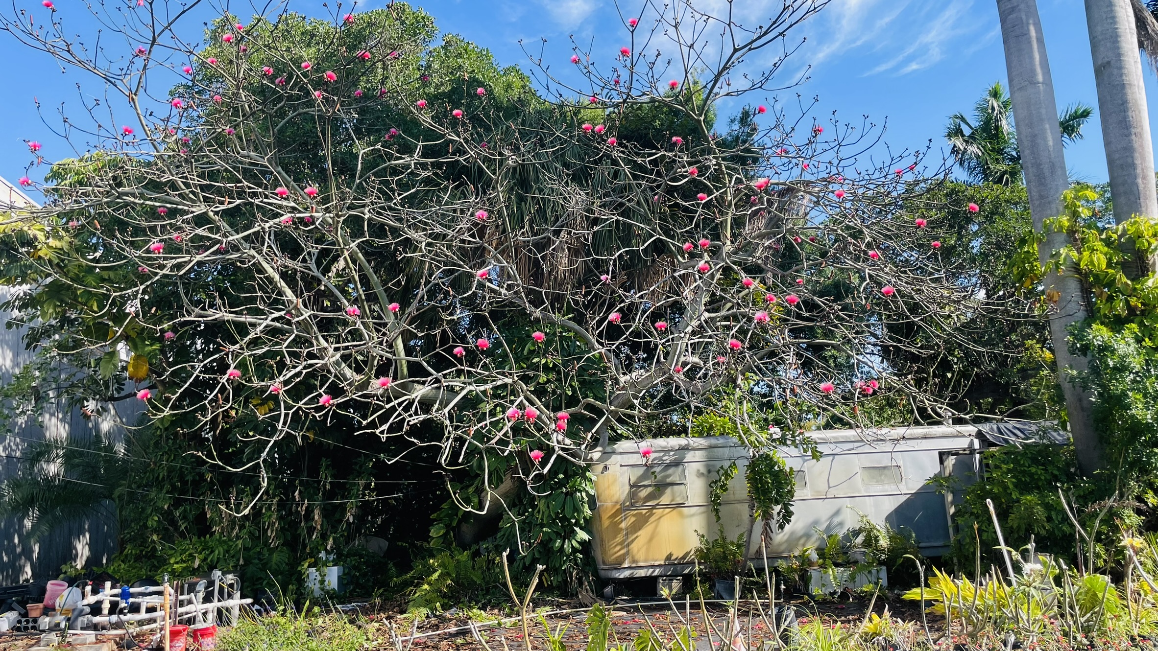 Pink Shaving Brush Tree providing shade to the office at Zugar Growers Nursery in Fort Lauderdale.