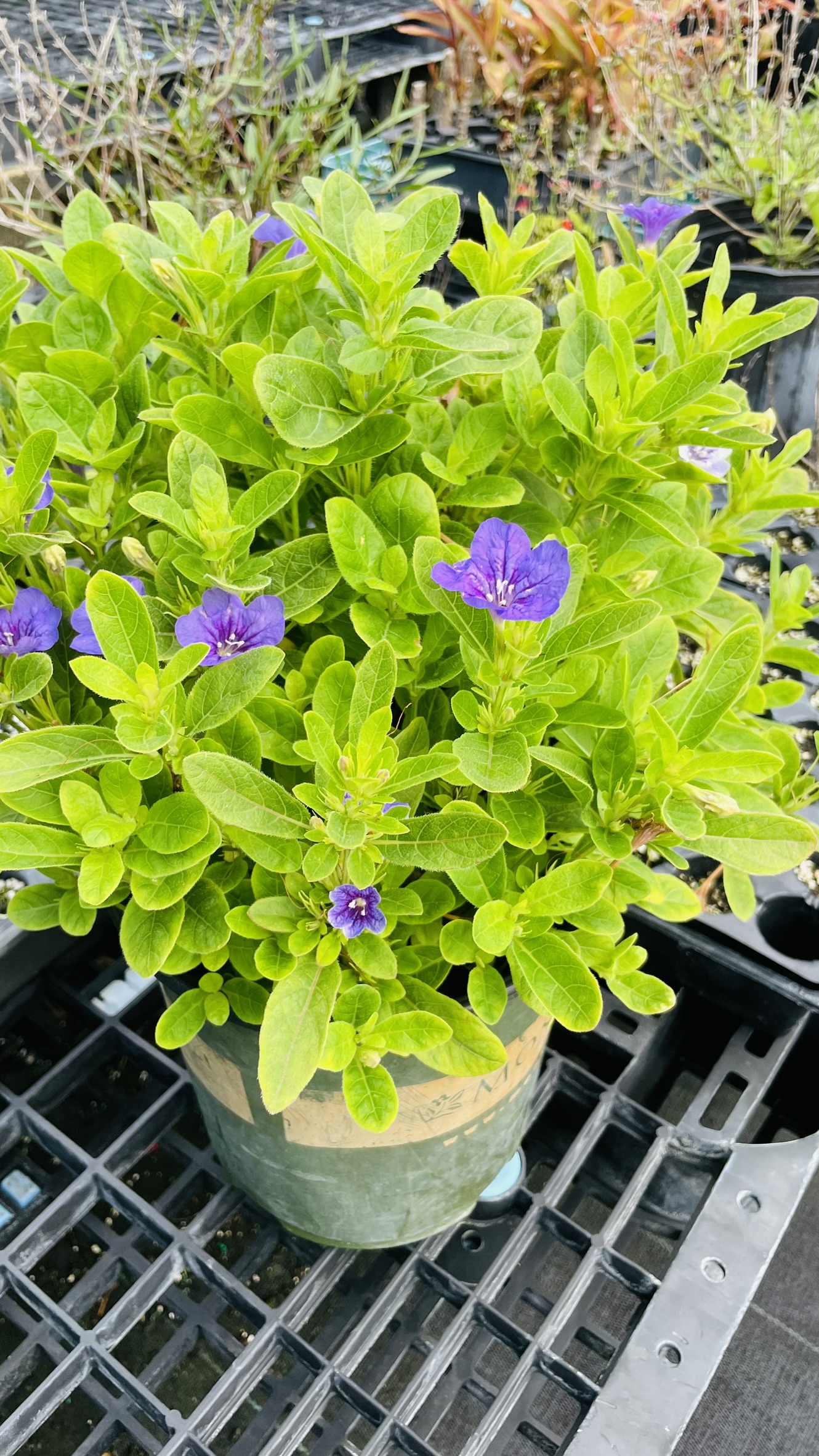 Native Ruellia | Zugar Growers Nursery | Fort Lauderdale