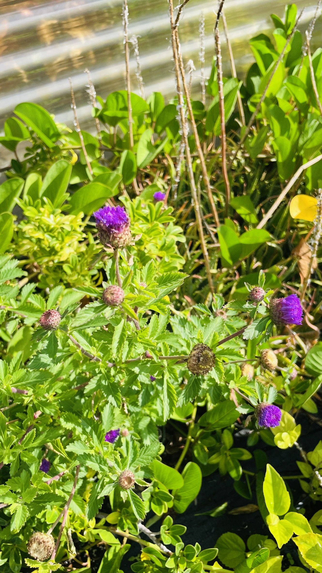 Zugar Growers Nursery | Fort Lauderdale