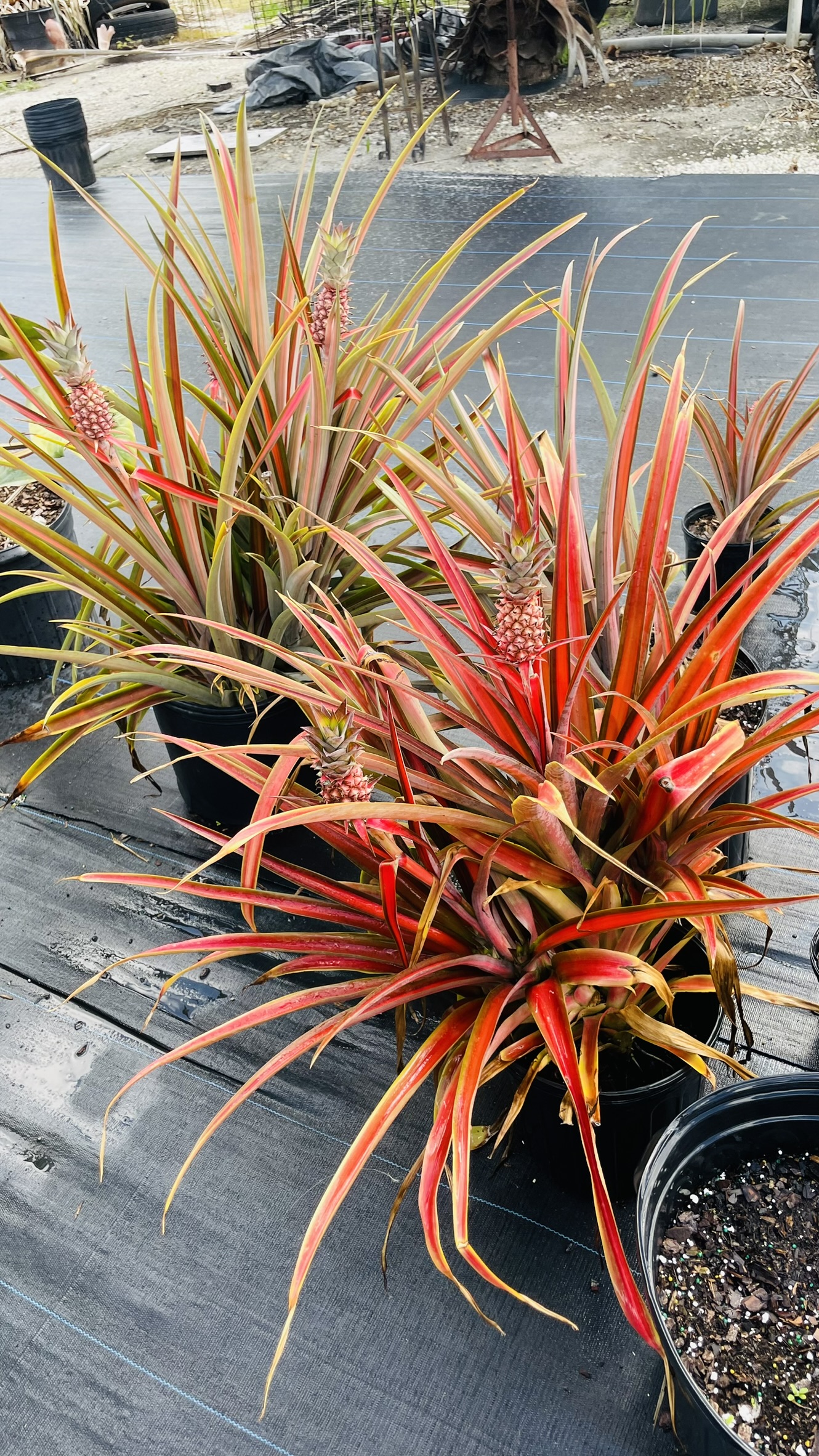 Garden Pineapple | Zugar Growers Nursery | Fort Lauderdale