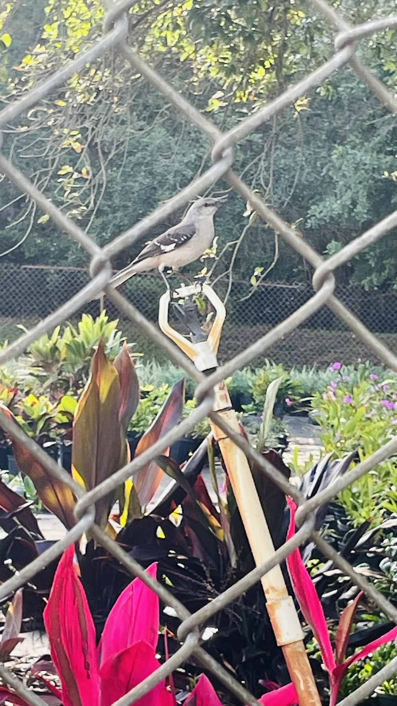 Mockingbird | Zugar Growers Nursery | Fort Lauderdale