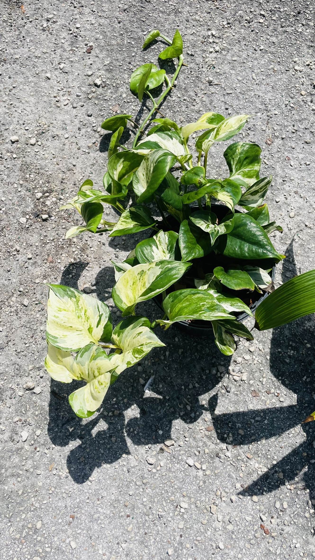 Zugar Growers Nursery | Fort Lauderdale