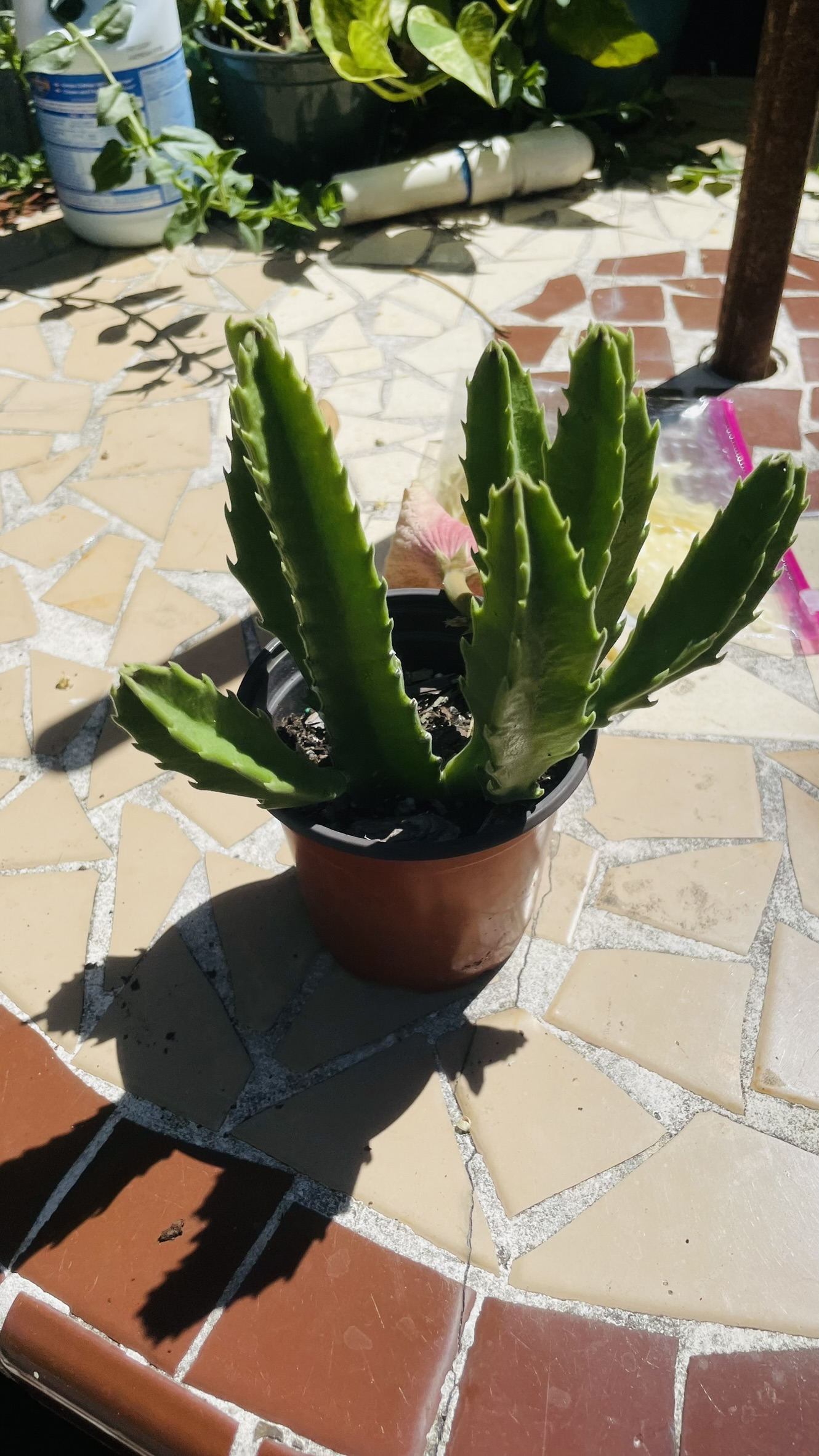 Zugar Growers Nursery | Fort Lauderdale