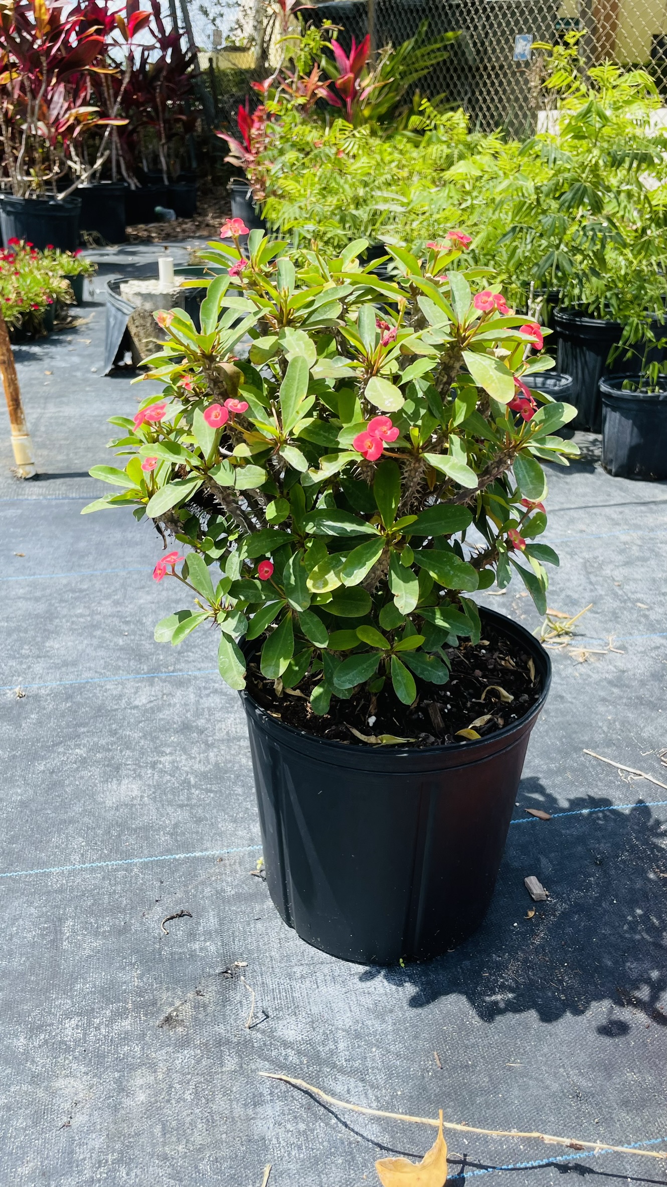 Crow of thorns | Zugar Growers Nursery | Fort Lauderdale