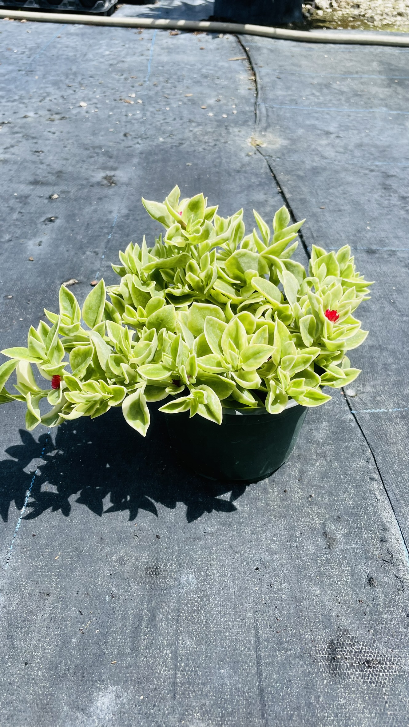 Variegated Baby Sun Rose | Zugar Growers Nursery | Fort Lauderdale