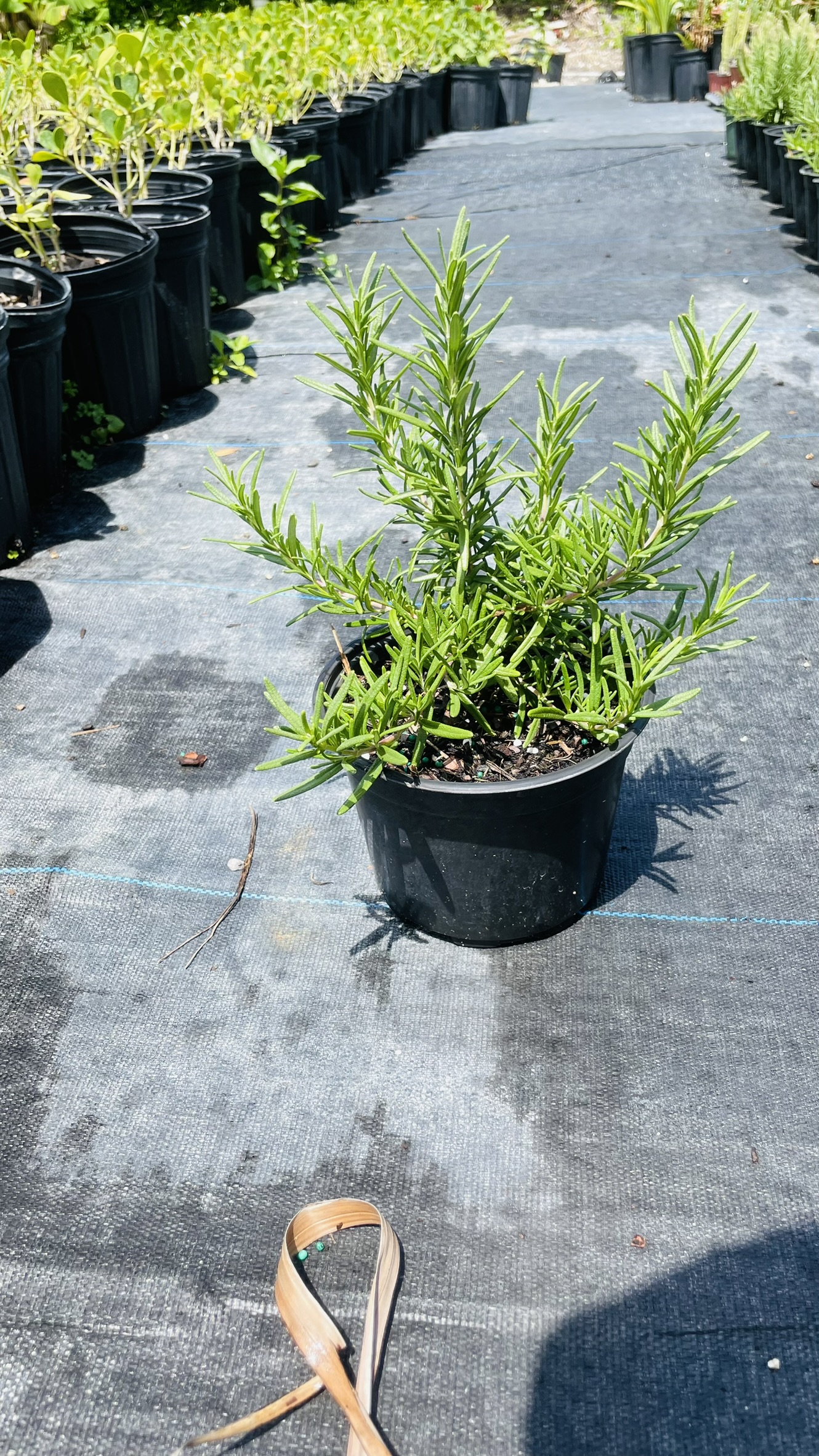 Rosemary | Zugar Growers Nursery | Fort Lauderdale