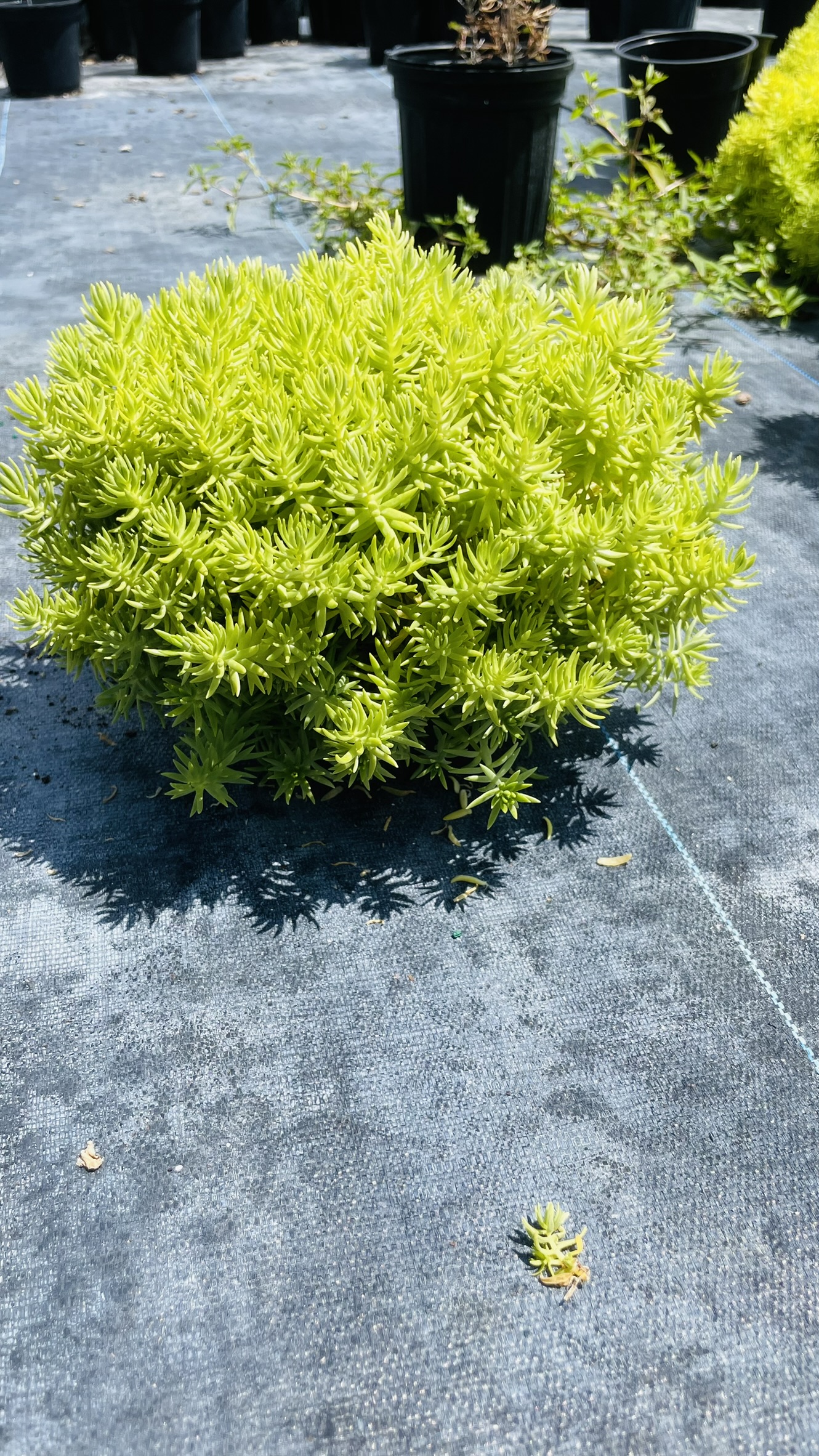 Sedum | Zugar Growers Nursery | Fort Lauderdale