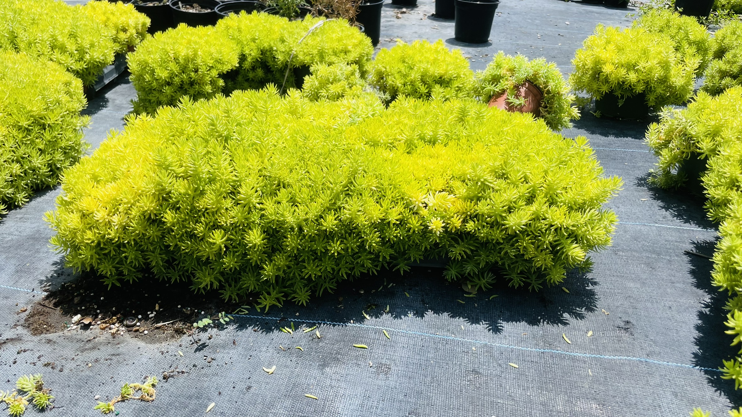 Sedum | Zugar Growers Nursery | Fort Lauderdale
