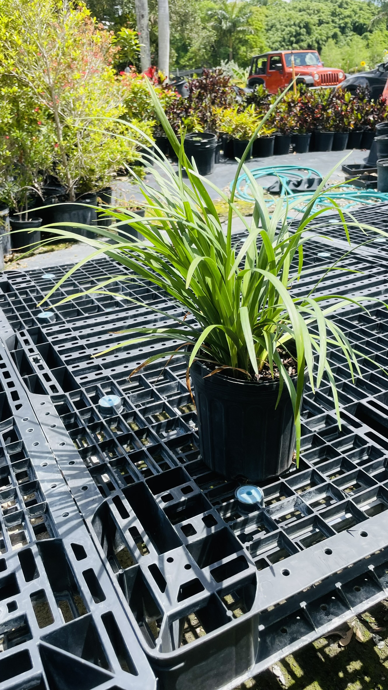 Green Liriope | Zugar Growers Nursery | Fort Lauderdale