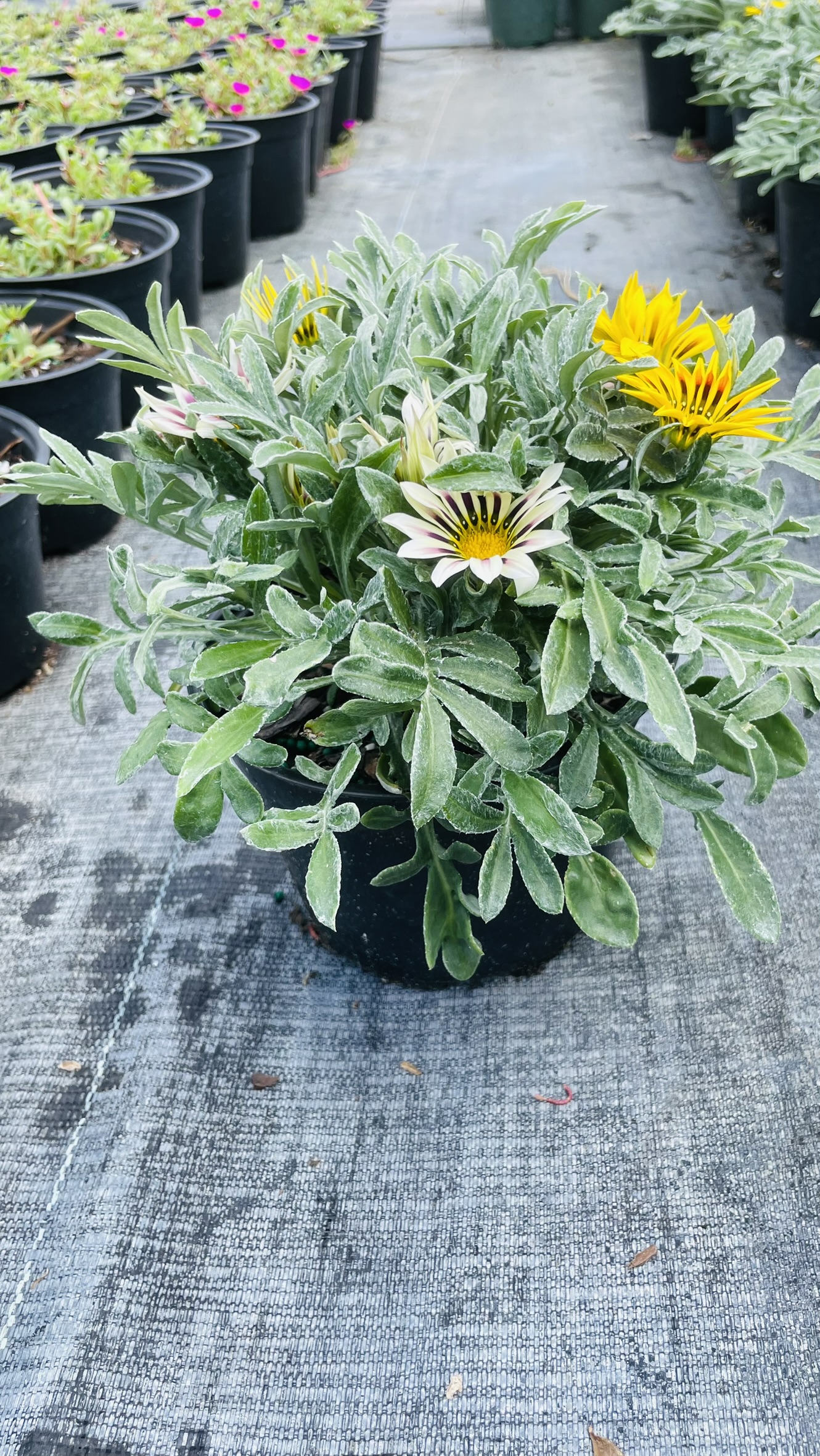 Gazania | Zugar Growers Nursery | Fort Lauderdale