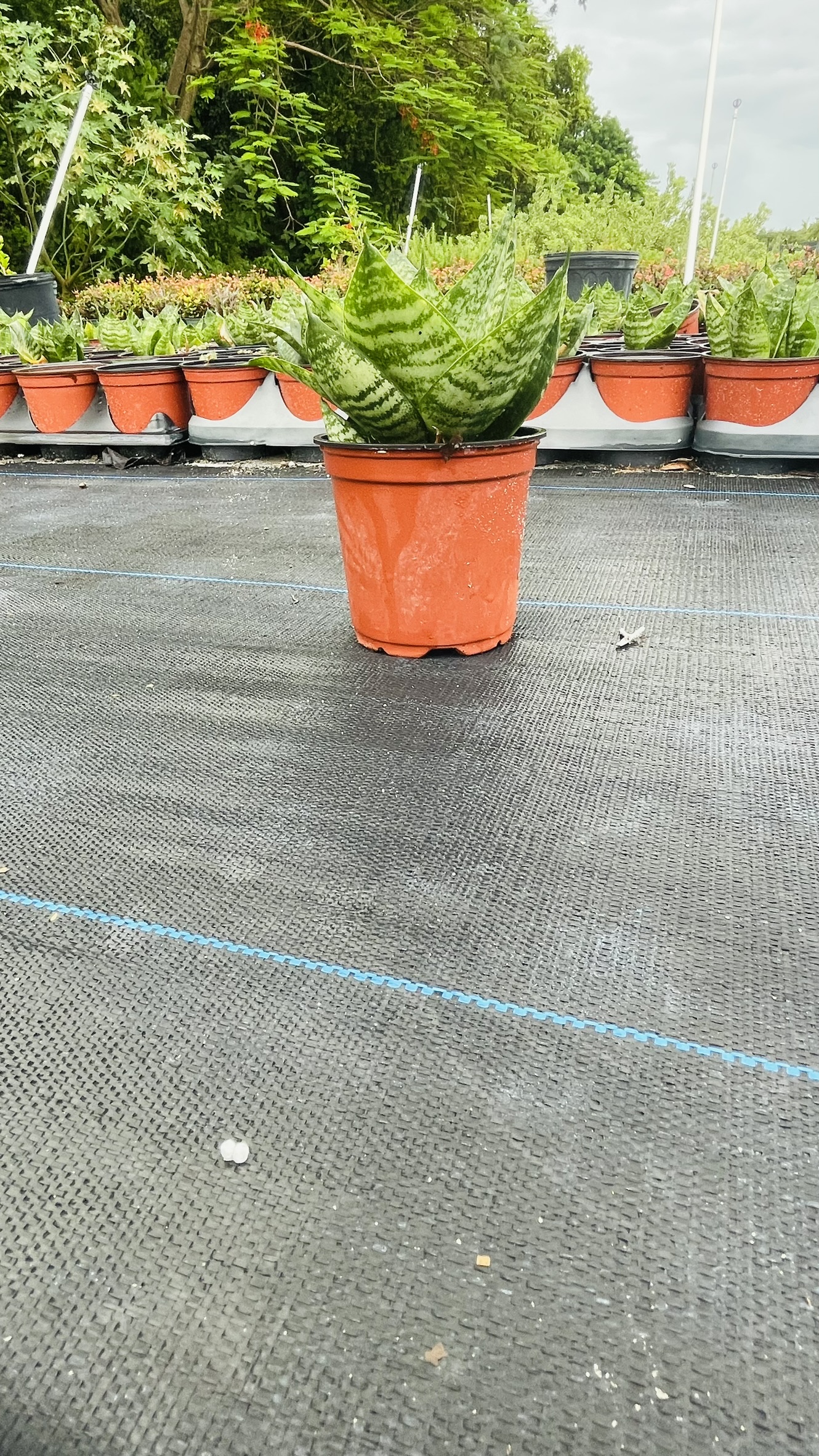 Mini Snake Plant |  Sansevieria  | Zugar Growers Nursery | Fort Lauderdale
